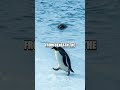 Icebound Rivalry: Penguin vs Leopard Seal Showdown