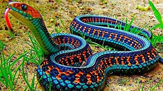 The Top 10 Most Beautiful Snakes In The World