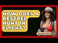 How Does A Kestrel Hunt In Flight? - Bird Watching Diaries