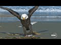 The eagle has landed  super slow motion 1000fps
