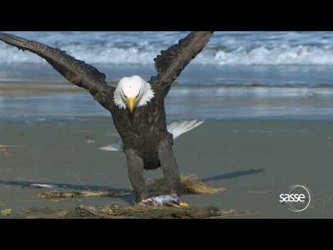 The Eagle has Landed - Super Slow Motion- 1000fps