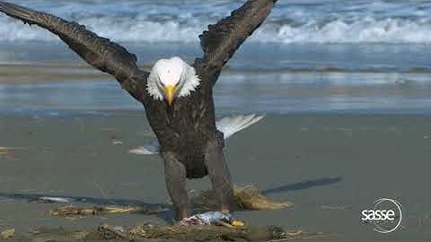 The Eagle has Landed - Super Slow Motion- 1000fps