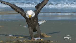 The Eagle Has Landed - Super Slow Motion- 1000Fps