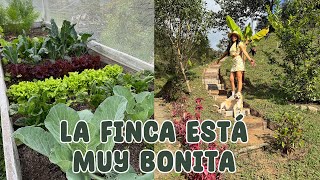 Escalas nuevas en el jardín, la huerta y actualización de las suculentas │Candy Bu