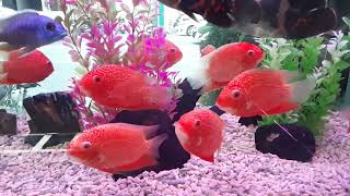 漂亮的 紅菠蘿魚 😊😉 Pretty Red Spotted Severum Cichlid !