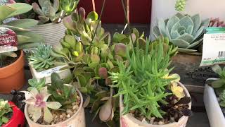 Trip to the Armstrong Garden Center Claremont, CA
