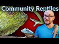 Controversial Reptile Community Tanks | Keep These 5 Reptiles Together!