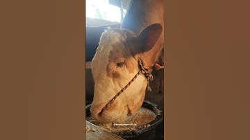 Sapi jumbo, Sapi makan comboran, Sapi lucu, Cow #shorts #animals #sapimakan #cow