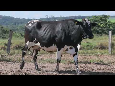 LOTE 70 1012
