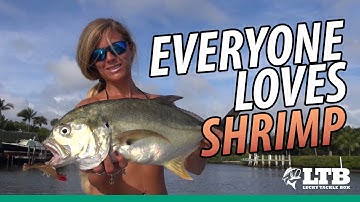 How to Fish Scented Shrimp Inshore Baits: Lucky Tackle Box Tips