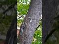 Baby Squirrels Busting Out