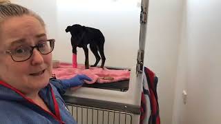 How Parvo is Treated, behind the scenes Companion Animal Vets