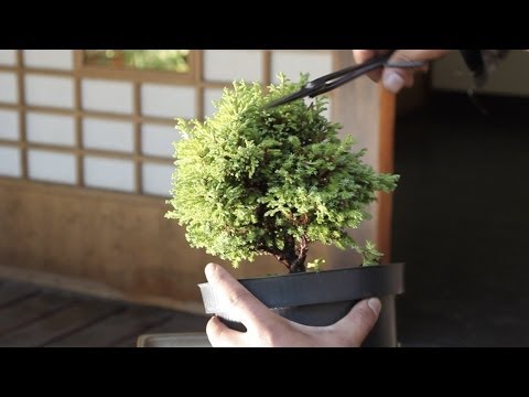 How to make a Bonsai tree from a starter