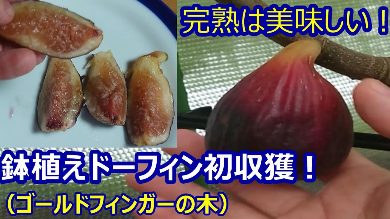 イチジク鉢植え栽培 ドーフィン初収獲 ゴールドフィンガー木の様子 Fig 21年8月 Youtube