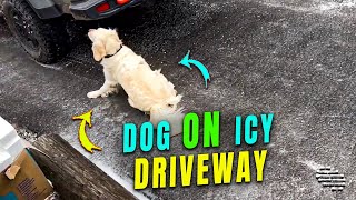 Dog Struggles to Stand on Icy Driveway