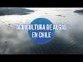 IFOP: Acuicultura de Algas en Chile