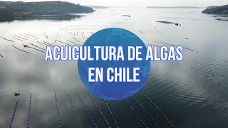 IFOP: Acuicultura de Algas en Chile