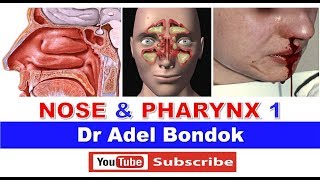 Anatomy of the Nose, Nasoharynx and Oropharynx, Dr Adel Bondok