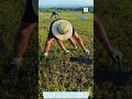 The process of harvesting blueberries using specialized tools
