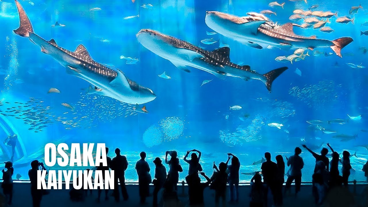 Osaka Aquarium Kaiyukan Walking Tour (2023) (4K HDR) - YouTube