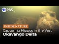 Inside NATURE – Hippos: Africa's River Giants