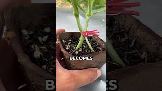 This Farmer is a genius 🧠 🍉😱