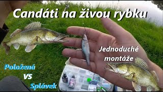 Lov candáta na živou rybku/Splávek VS Položená/Velký candát/ZANDER FISHING/