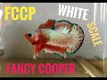 FCCP, FANCY COOPER, WHITE SCALE, PLAKAY FANCY.. APALAH NAMANYA!!