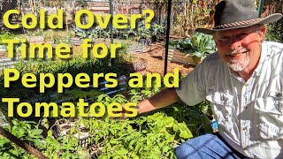 Time to Plant Tomatoes and Peppers at Deep South Texas