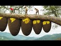 Harvesting wild honey becomes dangerous when a swarm of giant bees attacks | Wild honey