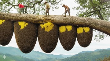 Harvesting wild honey becomes dangerous when a swarm of giant bees attacks | Wild honey
