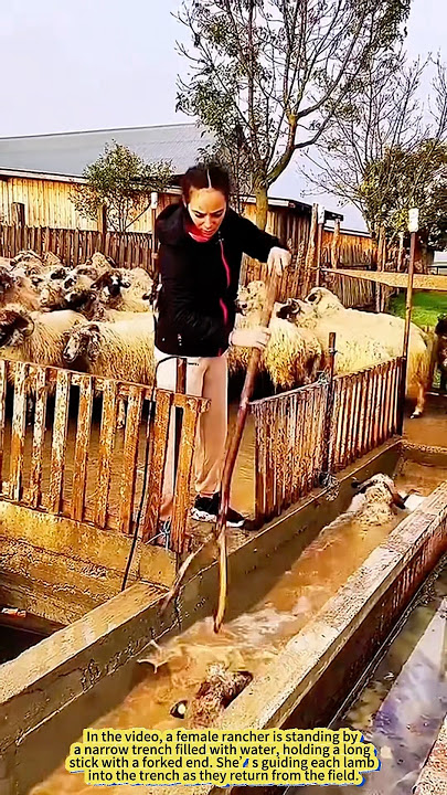 Sheep Spa Time! Farm Girl’s Clever Cleaning Routine.