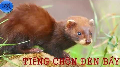 Tiếng chồn đèn chuẩn không tạp âm 2020