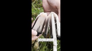 Shaggy Mane - The Inky Cap
The Shaggy Mane,Coprinus comatus, is known as an ‘inky cap’ because it deliquesces (liquifies) into a black, spore enriched liquid in a matter of a few hours. So you’ll need to act fast if you plan to consume this mushroom!
Mushroom hack from Paul Stamets: “If you submerge fresh Shaggy Manes into cold water the mushrooms will stop deliquescing.”
(Shaggy Mane should not be consumed with alcohol.)
#shaggymane #inkycap #mushroomeducation #paulstamets #mycology #nationalmushroommonth #ediblemushrooms Shaggy Mane - The Inky Cap