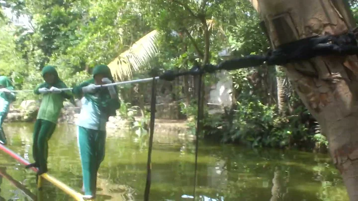 Outbond Pelita Desa Ciseeng Parung @CisadaneCommunity #mialmubarok  #panunggangan  #pinang