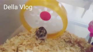 Our pets at home / the zuna family / singapore youtuber / family vloggers