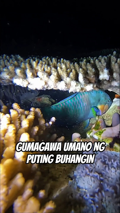 parrot na lulangoy 😱 #agaytusok #sikattv