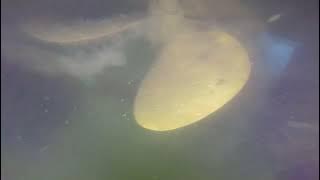 Marie Aine 11 15 23 Before