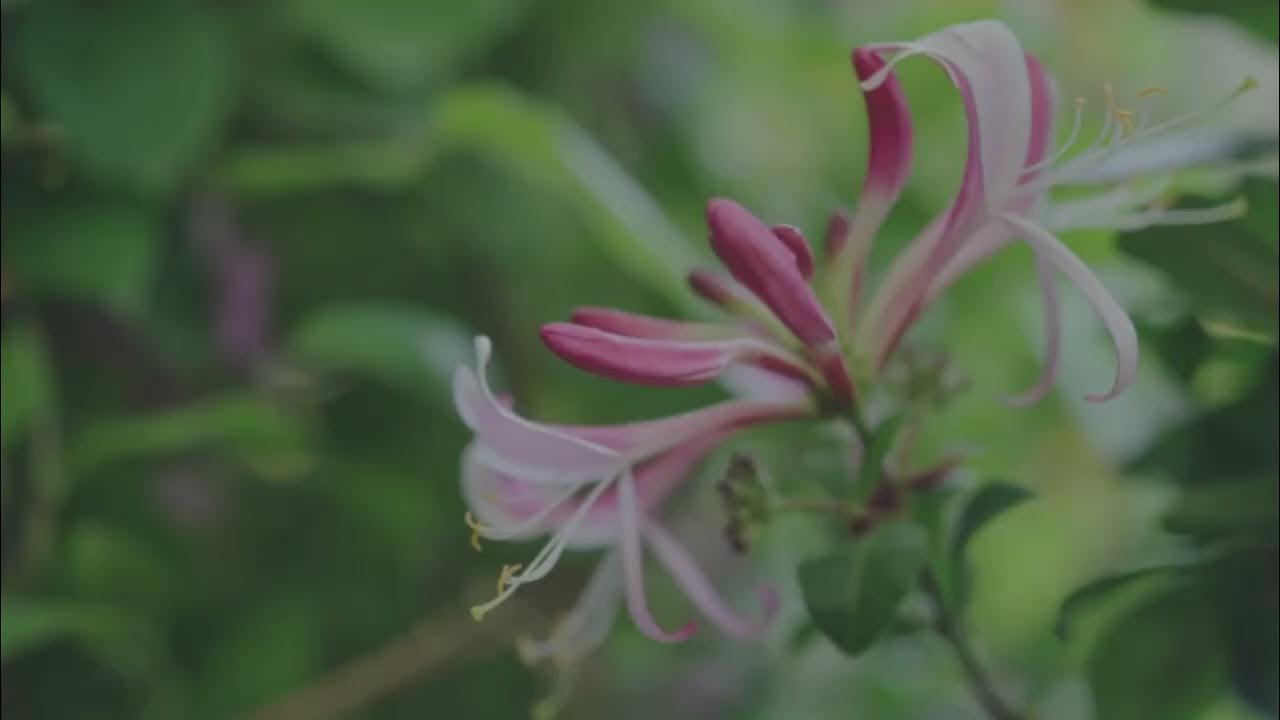 The best climbing plants YouTube