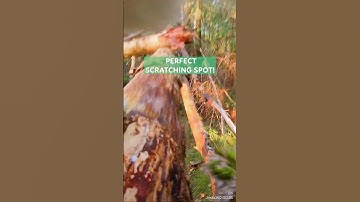 I Put a Camera on My Cat 🐈📷  @insta360 #Insta360 #Insta360CatCam