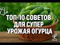 Топ 10 факторов идеального выращивания огурца в открытом грунте!