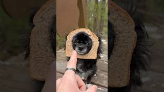 BREAD SLIDING PUDDIN ππ Profile