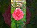 গোলাপের #funnyvideo  #shortvideo #flowers #viralvideo