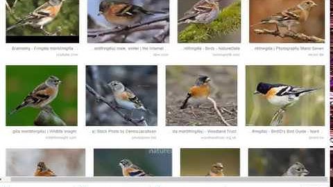 Inception V3 Net Classification Prediction 1000 Classes