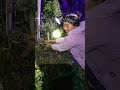 Capture Summer Cicadas: Nighttime Nature Adventure
