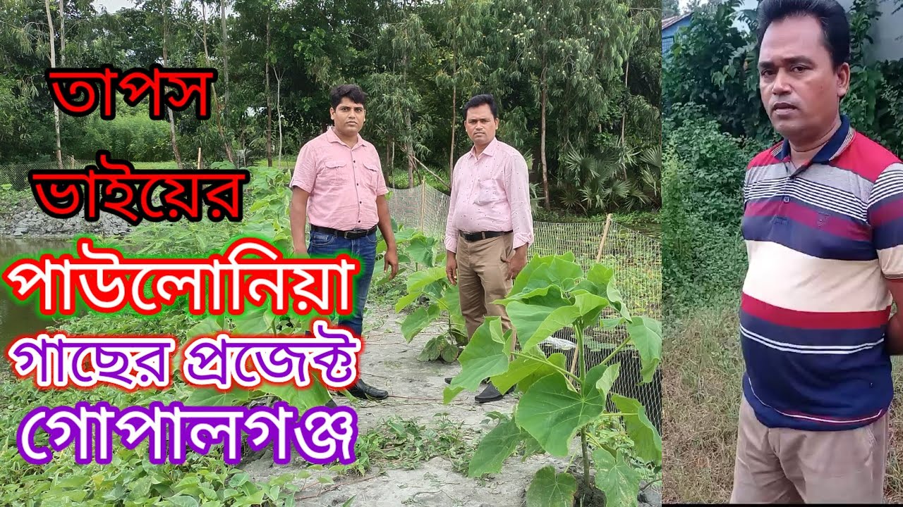 পাউলোনিয়া গাছের প্রজেক্ট গোপালগঞ্জ |  দ্রুত  বর্ধনশীল গাছ |পাউলোনিয়া গাছের চারা | Paulownia Tree