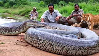 Massive Snake Spotted in the Wild — Incredible Footage