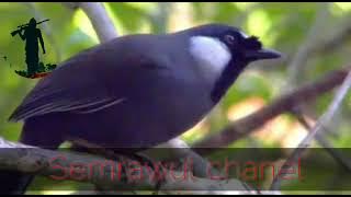 PANCINGAN POKSAY BETINA