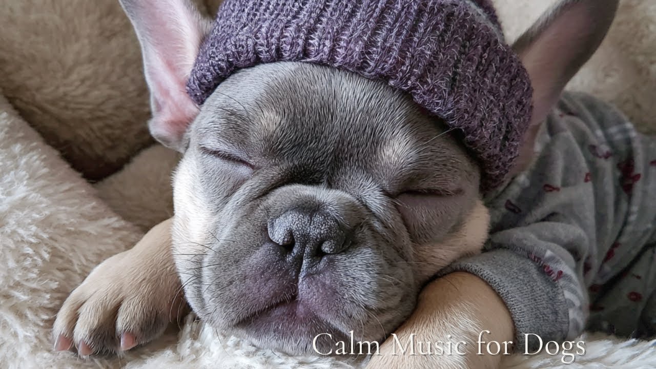 Calming Music for Dogs 🐾 Real Dogs Sleeping | Relaxing Piano for Anxiety, Stress & Sleep (2 Hours)