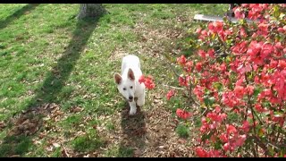 Playtime Fun with White German Shepherd Puppy and Friends during Spring Bloom